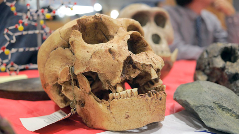 An archeological sample of a primate skull on display during a class.